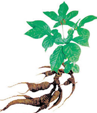 人参的保藏方法