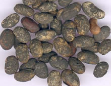 解表药——淡豆豉