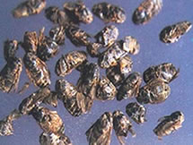活血化瘀药——虻虫