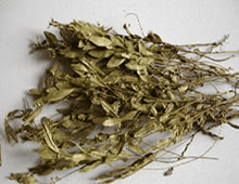 化痰止咳平喘药——瓜子金