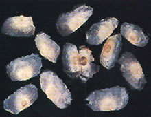 化痰止咳平喘药——木蝴蝶