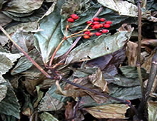 祛风湿药——肿节风