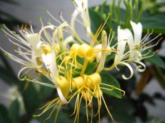 如何栽培金银花