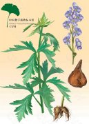 川芎种植技术