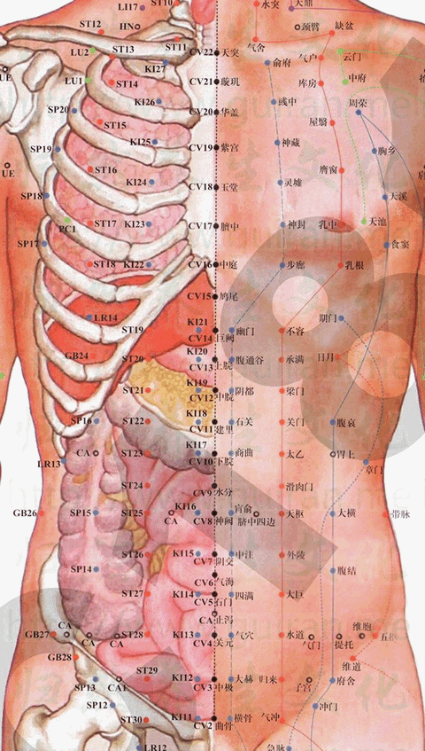 中脘穴：任脉(图文)