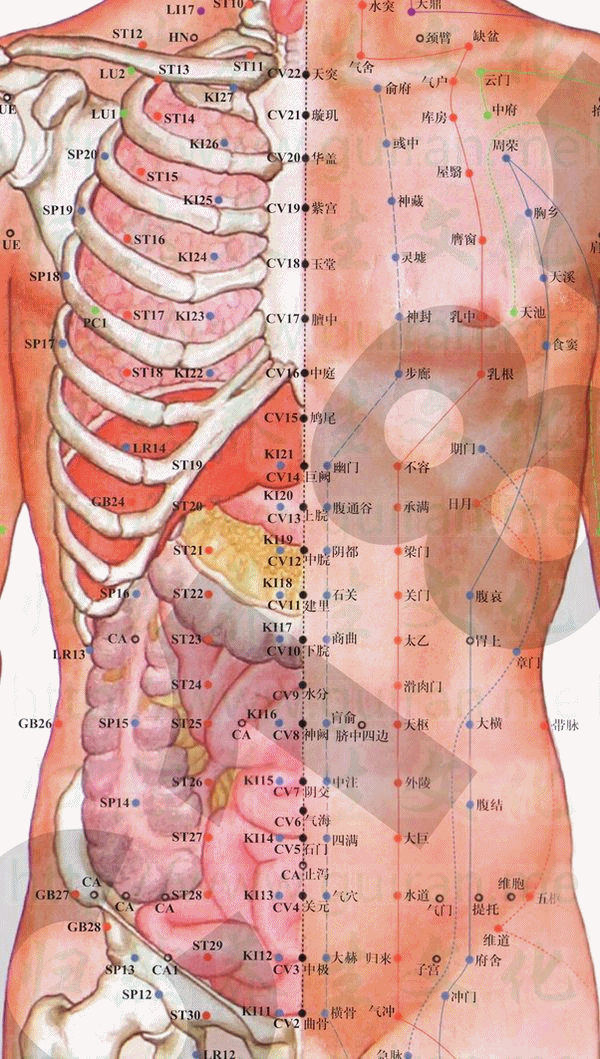 阴交穴:任脉(图文)