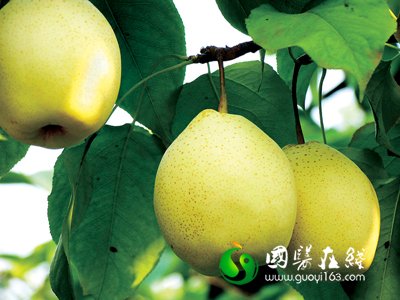 饭后吃个梨 排出体内毒素