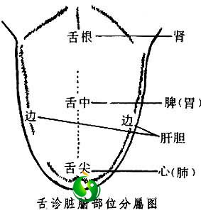 从舌头看心脏强弱_国医在线_guoyi163.com