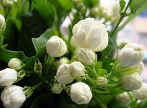月经失调该吃什么中成药？